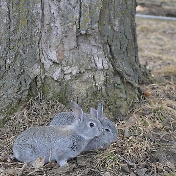 Artwork thumbnail, Some Bunny Loves You! by Tanya Hammond