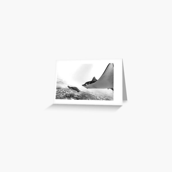 Eagle Rays Greeting Card