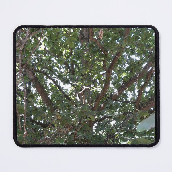 Item preview, Oak Tree designed and sold by amanda150771.