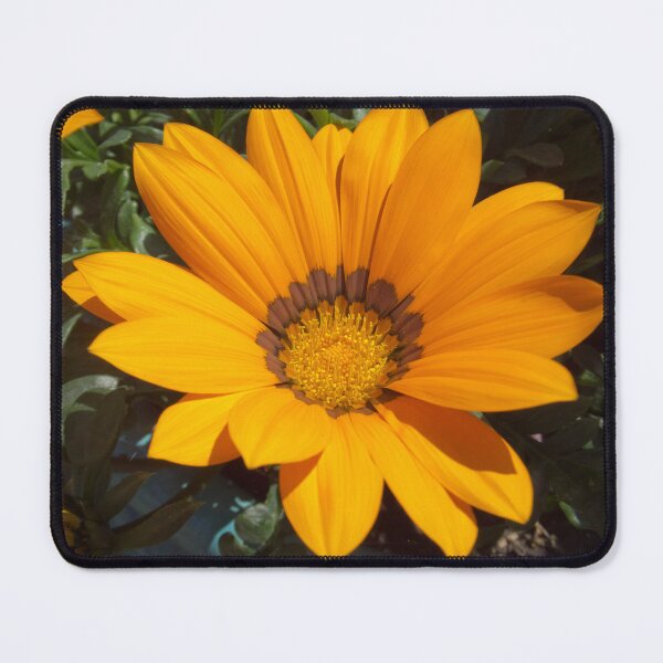 Item preview, Yellow Gazania designed and sold by Viv Thompson Photography .