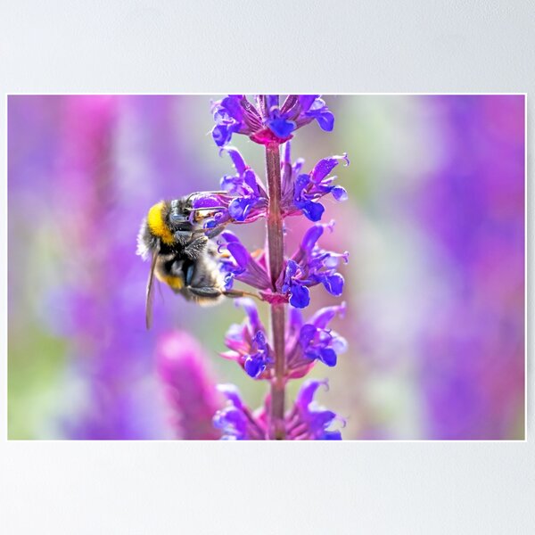 Item preview, Lavender and  Bee combine designed and sold by George Kelsey.