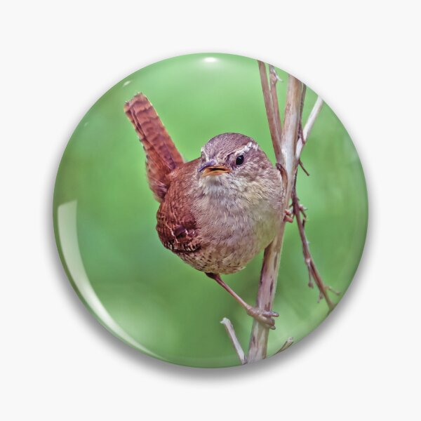 Item preview, Posing Wren designed and sold by George Kelsey.