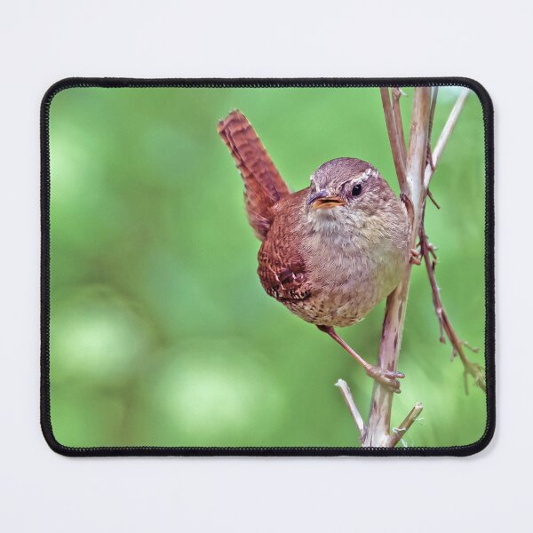 Item preview, Posing Wren designed and sold by George Kelsey.