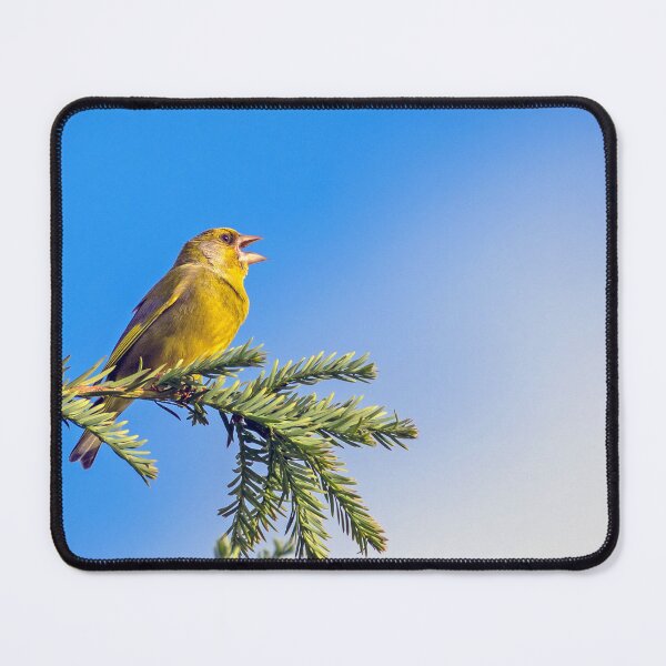 Item preview, Greenfinch welcomes the day designed and sold by George Kelsey.