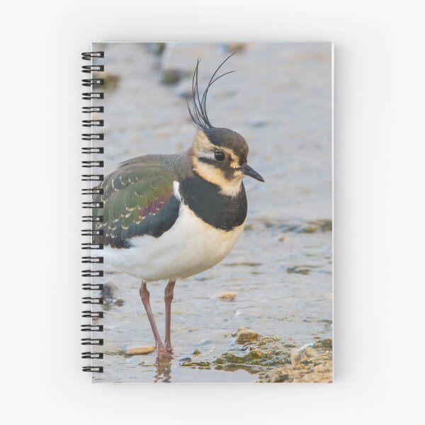 Item preview, Lapwing designed and sold by LaurenTucker.