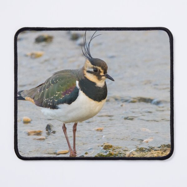 Item preview, Lapwing designed and sold by LaurenTucker.