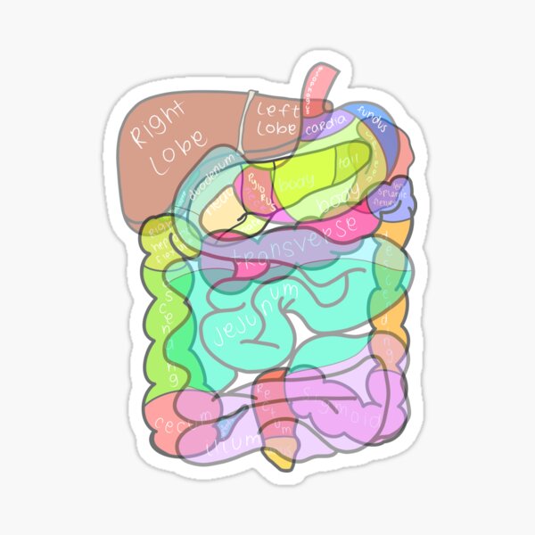 Item preview, abdominal organs designed and sold by tunatoes.