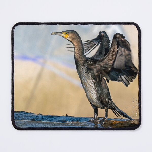 Item preview, Cormorant displays designed and sold by George Kelsey.