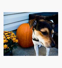 jack/rat terrier Photographic Print