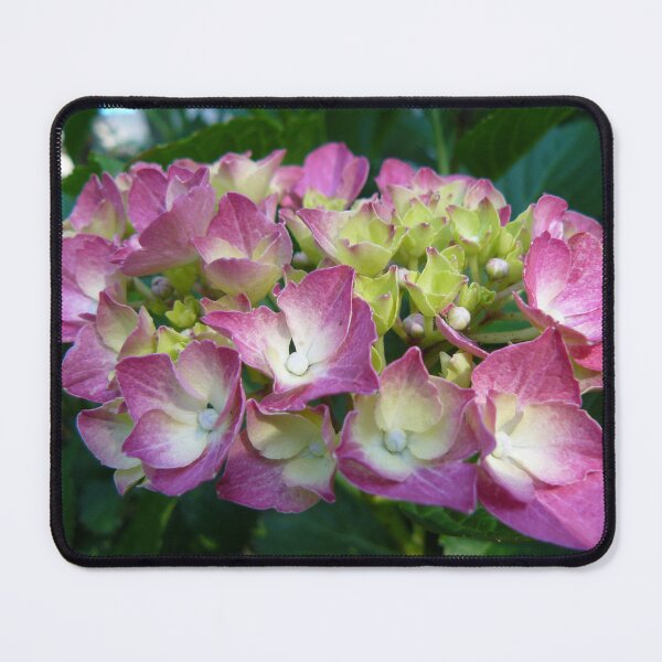 Item preview, Hydrangea designed and sold by Ladydi.