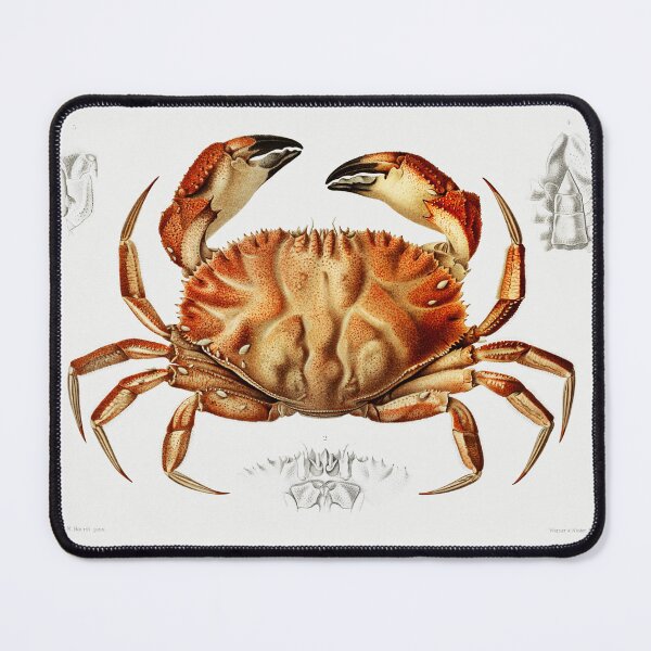 Item preview, Vintage Dungeness Crab Illustration Scientific designed and sold by chillchar1234.