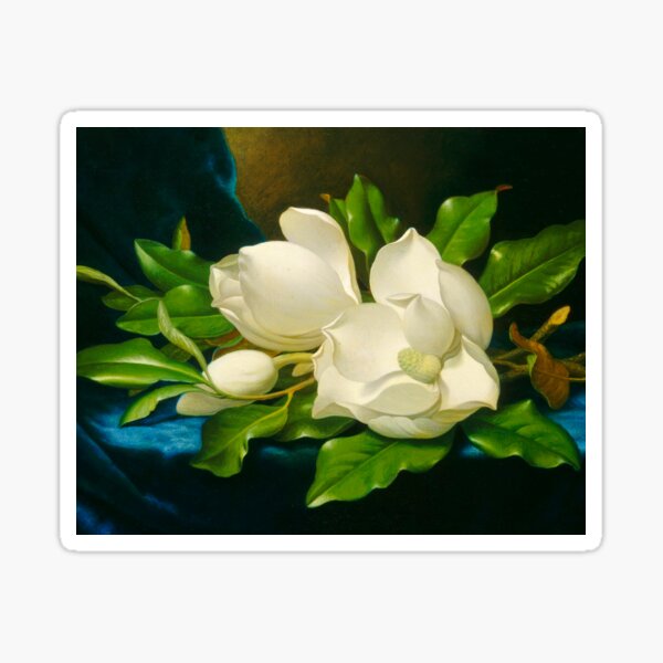 Giant Magnolias on a Blue Velvet Cloth