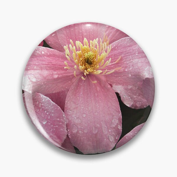 Artikelvorschau, Rosa Clematis nach dem Regen entworfen und verkauft von Ladydi.