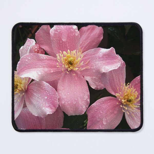 Item preview, Pink Clematis after the Rain designed and sold by Ladydi.