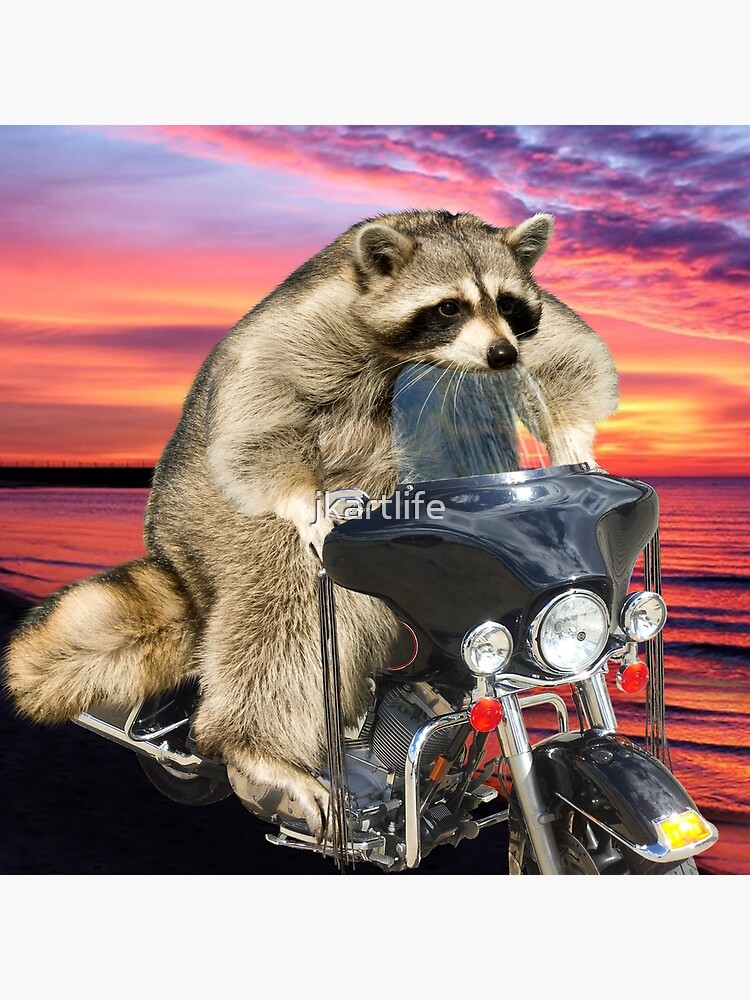 Birthday Raccoon on Motorcycle