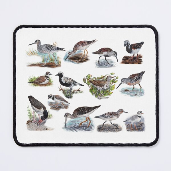 Item preview, Shorebirds of New England Biological Illustration Diagram No Labels designed and sold by skipjaw.