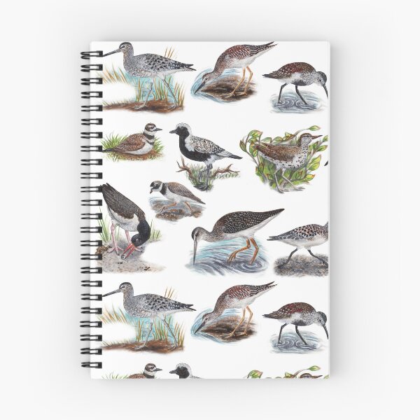 Item preview, Shorebirds of New England Biological Illustration Diagram No Labels designed and sold by skipjaw.