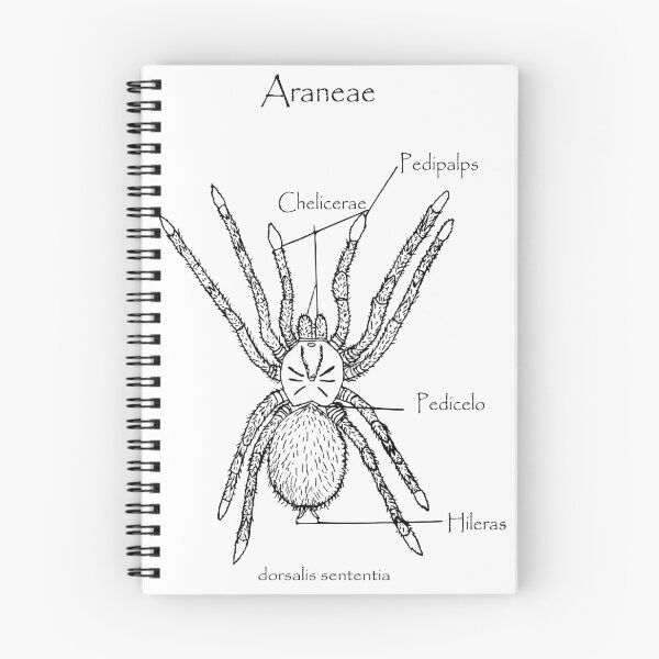 Item preview, Elegance on eight legs | Eighth-legged elegance designed and sold by UCAYAYA.