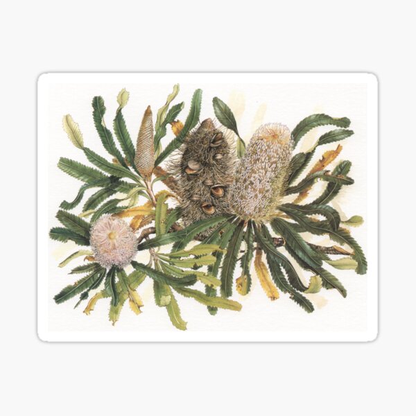 Item preview, Banksia serrata designed and sold by DrawingOnNature.