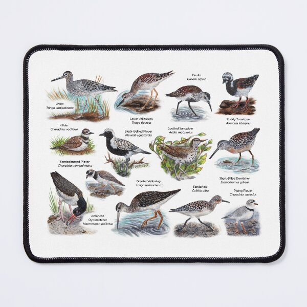 Item preview, Shorebirds of New England Biological Illustration Diagram Labeled designed and sold by skipjaw.
