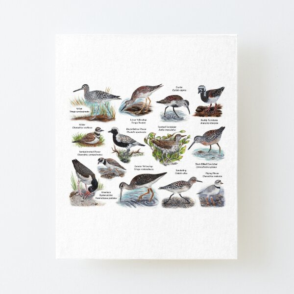 Shorebirds of New England Biological Illustration Diagram Labeled Art  Board Print for Sale by skipjaw