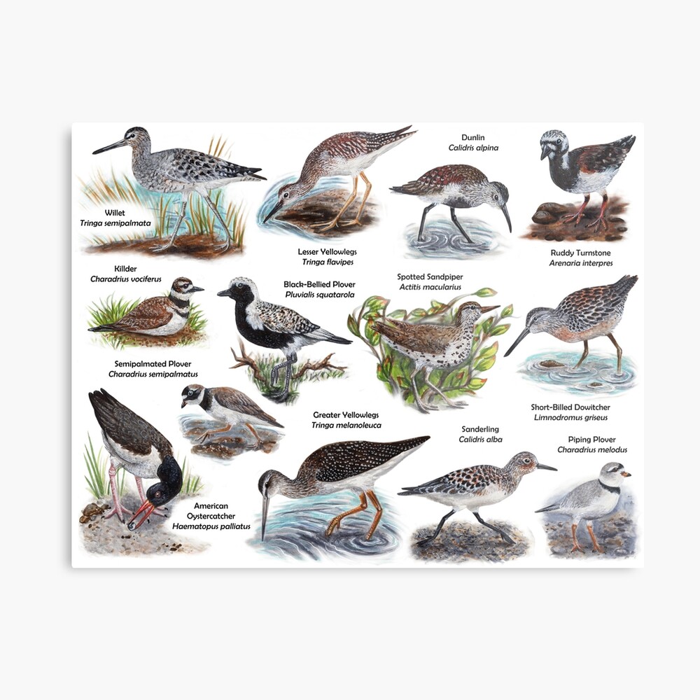 Shorebirds of New England Biological Illustration Diagram Labeled | Art  Board Print