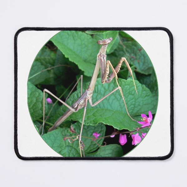 Item preview, Suspicion... designed and sold by Sharon K.
