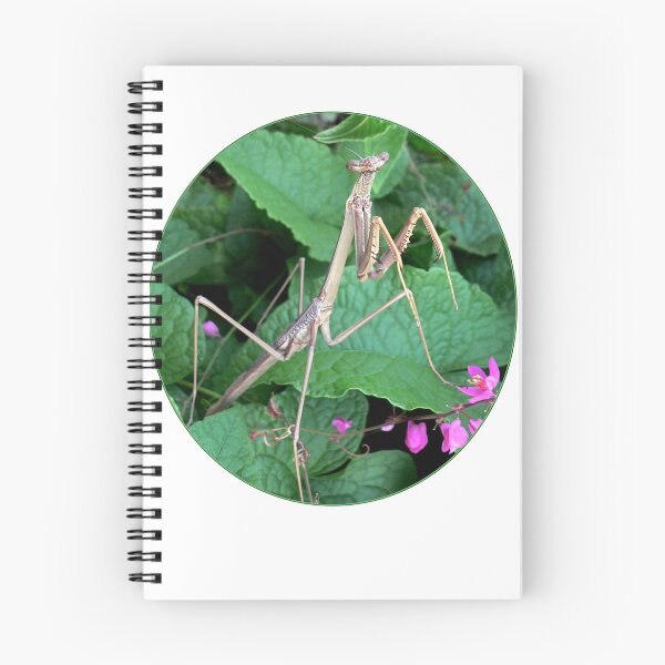 Item preview, Suspicion... designed and sold by Sharon K.