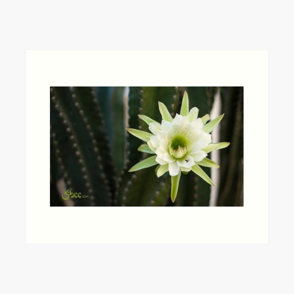 Princess of the Night - Blooming with Bee Art Print