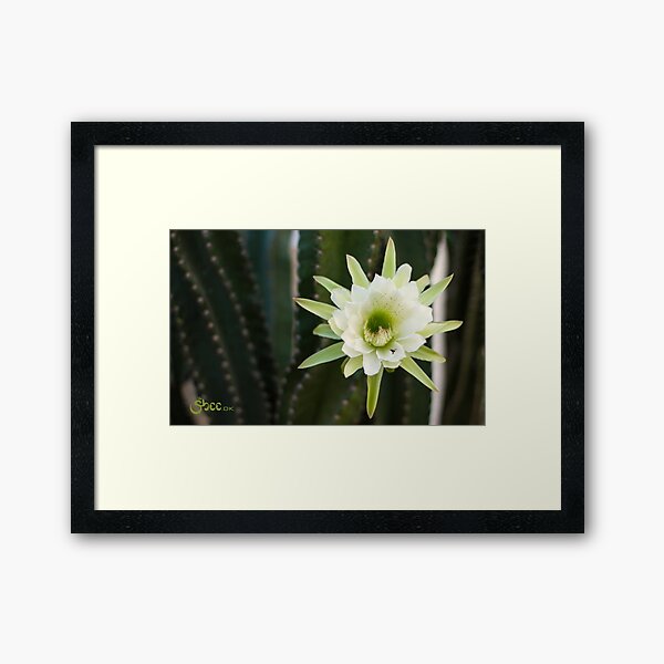 Princess of the Night - Blooming with Bee Framed Art Print
