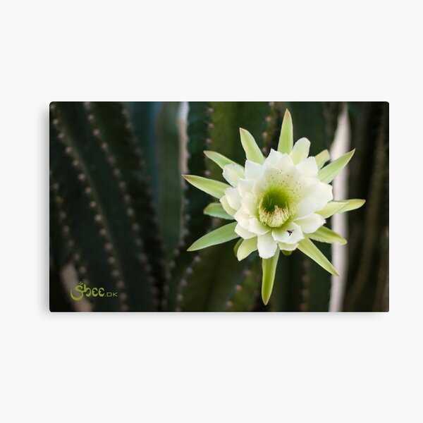 Princess of the Night - Blooming with Bee Canvas Print