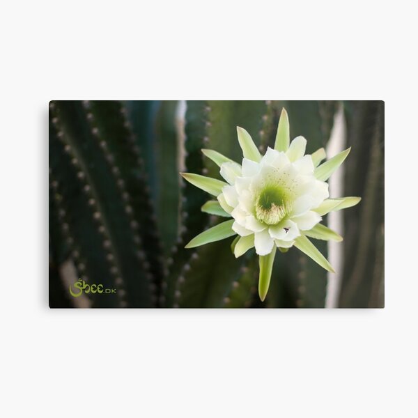 Princess of the Night - Blooming with Bee Metal Print