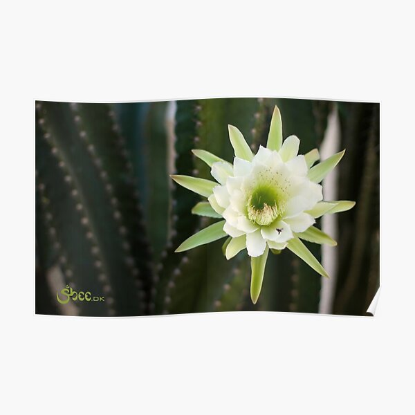 Princess of the Night - Blooming with Bee Poster