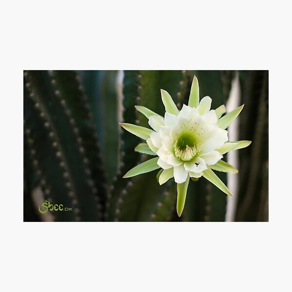 Princess of the Night - Blooming with Bee Photographic Print