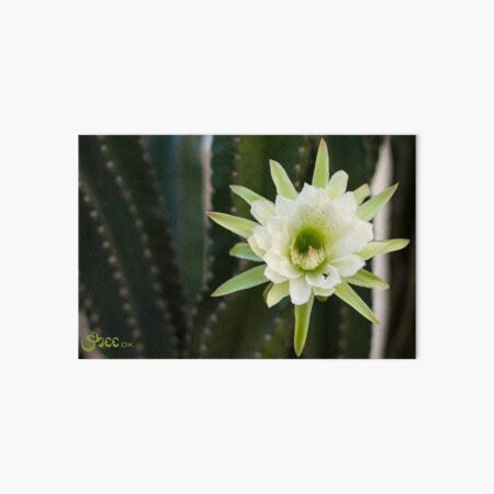 Princess of the Night - Blooming with Bee Art Board Print