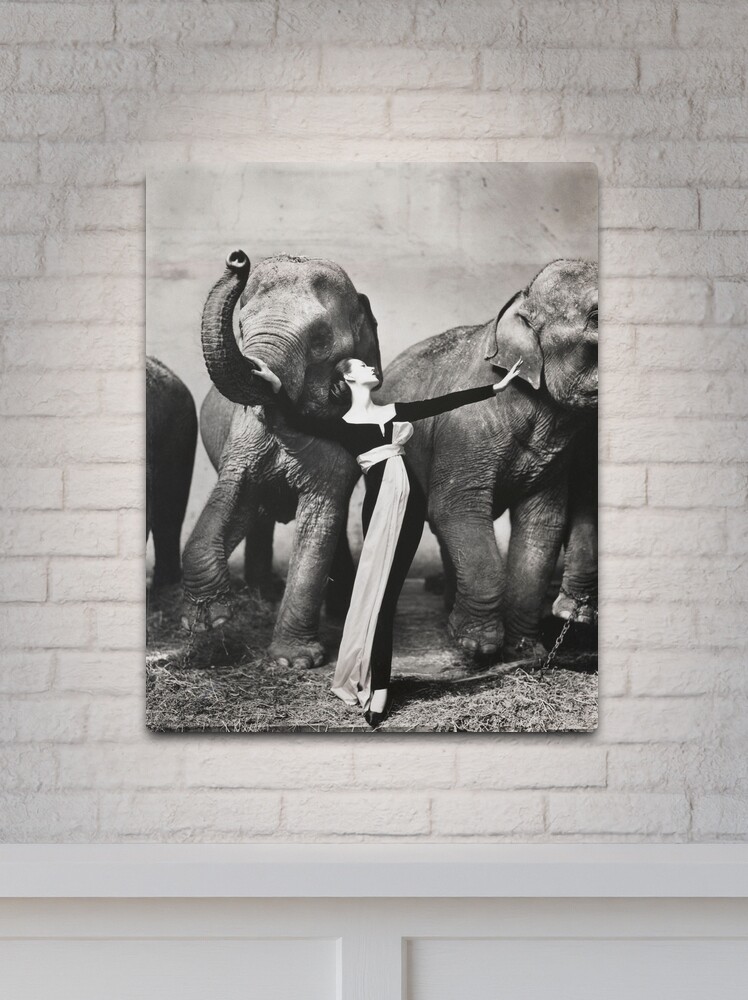 Dovima with elephants, 1955 - RICHARD AVEDON - Fashion Photography Metal  Print for Sale by HoneymoonHotel