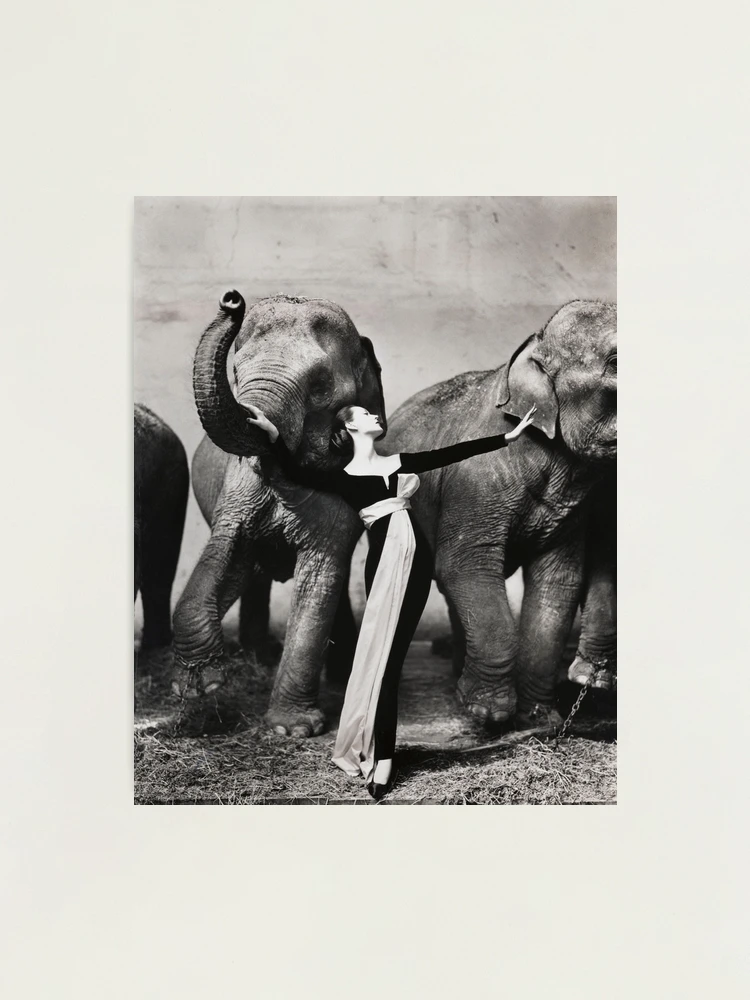 Dovima with elephants, 1955 - RICHARD AVEDON - Fashion