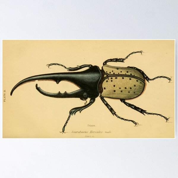 Item preview, Scarabaeus Hercules: Scarab Beetle (male) designed and sold by Donkey's Salad.
