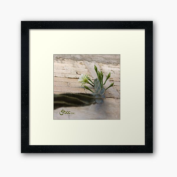 Princess of the Night - Blooming against Urban Wall Framed Art Print