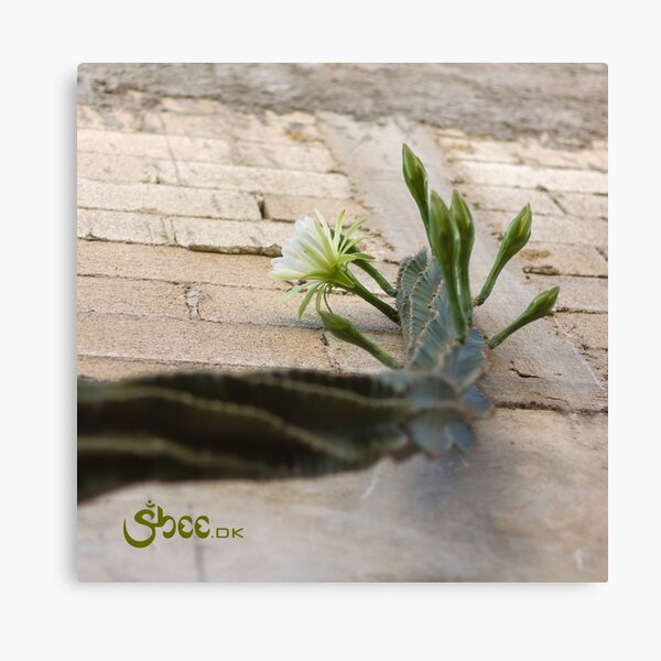 Princess of the Night - Blooming against Urban Wall Canvas Print