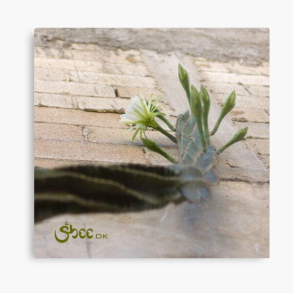 Princess of the Night - Blooming against Urban Wall Metal Print