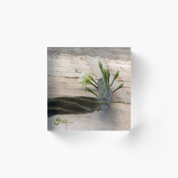 Princess of the Night - Blooming against Urban Wall Acrylic Block