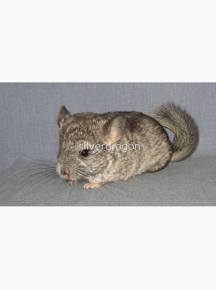 Chinchilla kit clearance