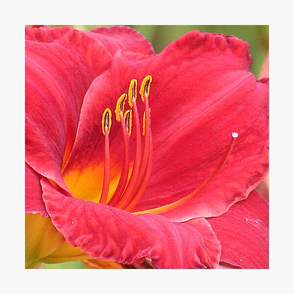 Item preview, RED LILY designed and sold by mlynnd.