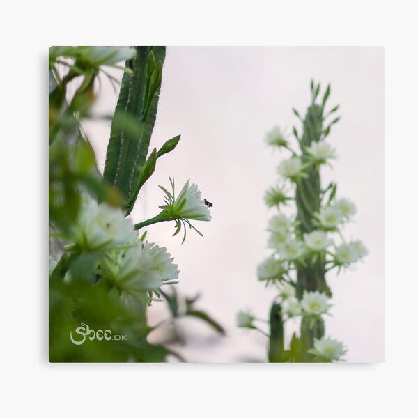 Princess of the Night - Abundance with Bees Metal Print