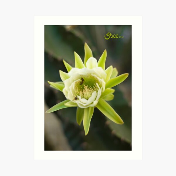 Princess of the Night - Bloom with Playful Bees Art Print