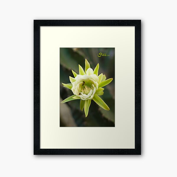 Princess of the Night - Bloom with Playful Bees Framed Art Print