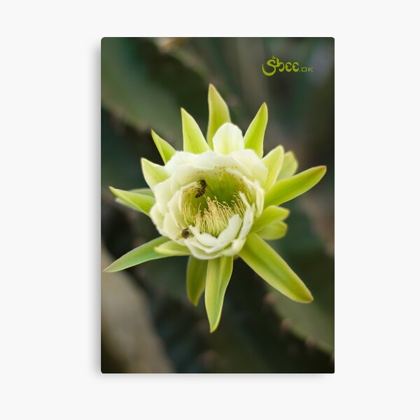 Princess of the Night - Bloom with Playful Bees Canvas Print