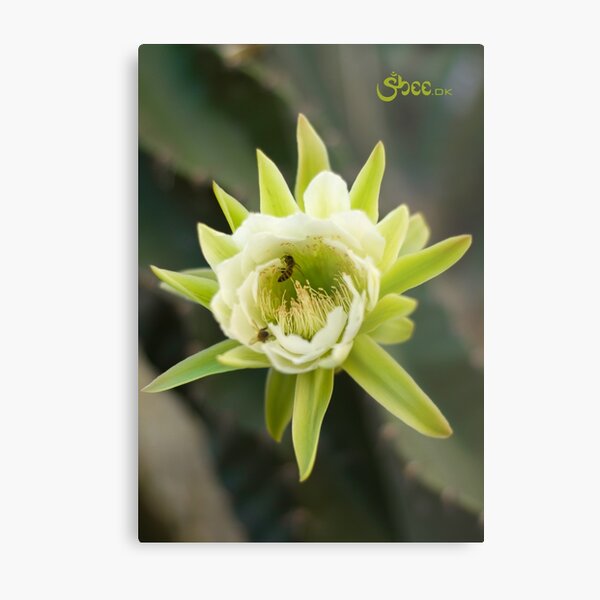Princess of the Night - Bloom with Playful Bees Metal Print