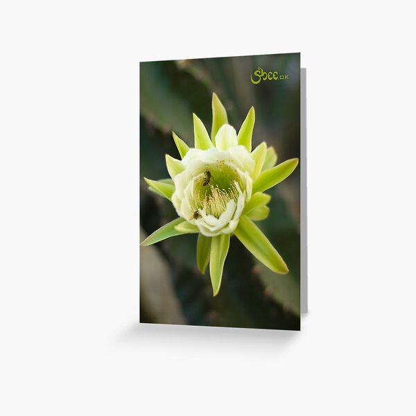 Princess of the Night - Bloom with Playful Bees Greeting Card